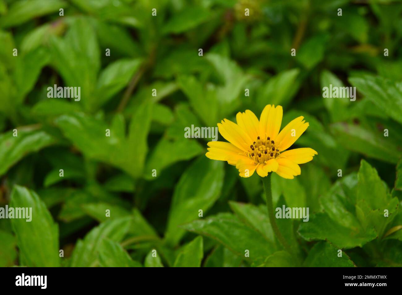 Portrait of Wedelia or Sphagneticola trilobata flowers. Mini sunflowers. Ornamental plants for garden or outdoor areas. Stock Photo