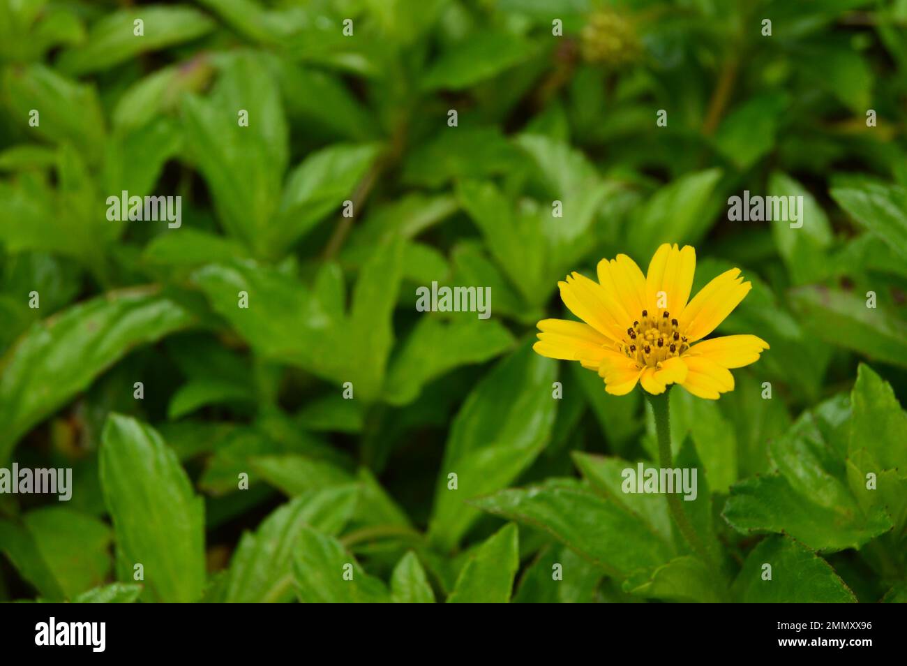 Portrait of Wedelia or Sphagneticola trilobata flowers. Mini sunflowers. Ornamental plants for garden or outdoor areas. Stock Photo