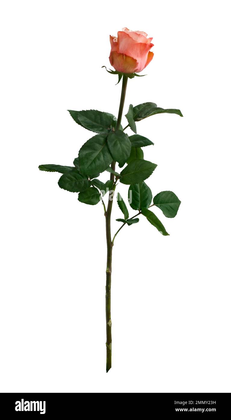 Bright pink rose with green leaves isolated on white background Stock Photo Alamy