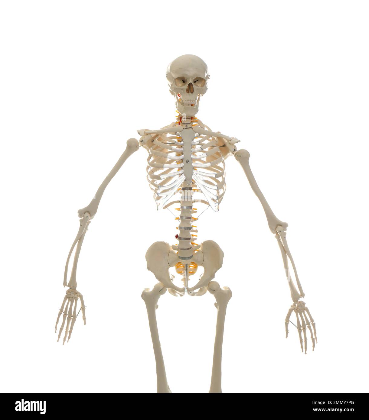 Artificial human skeleton model isolated on white Stock Photo Alamy