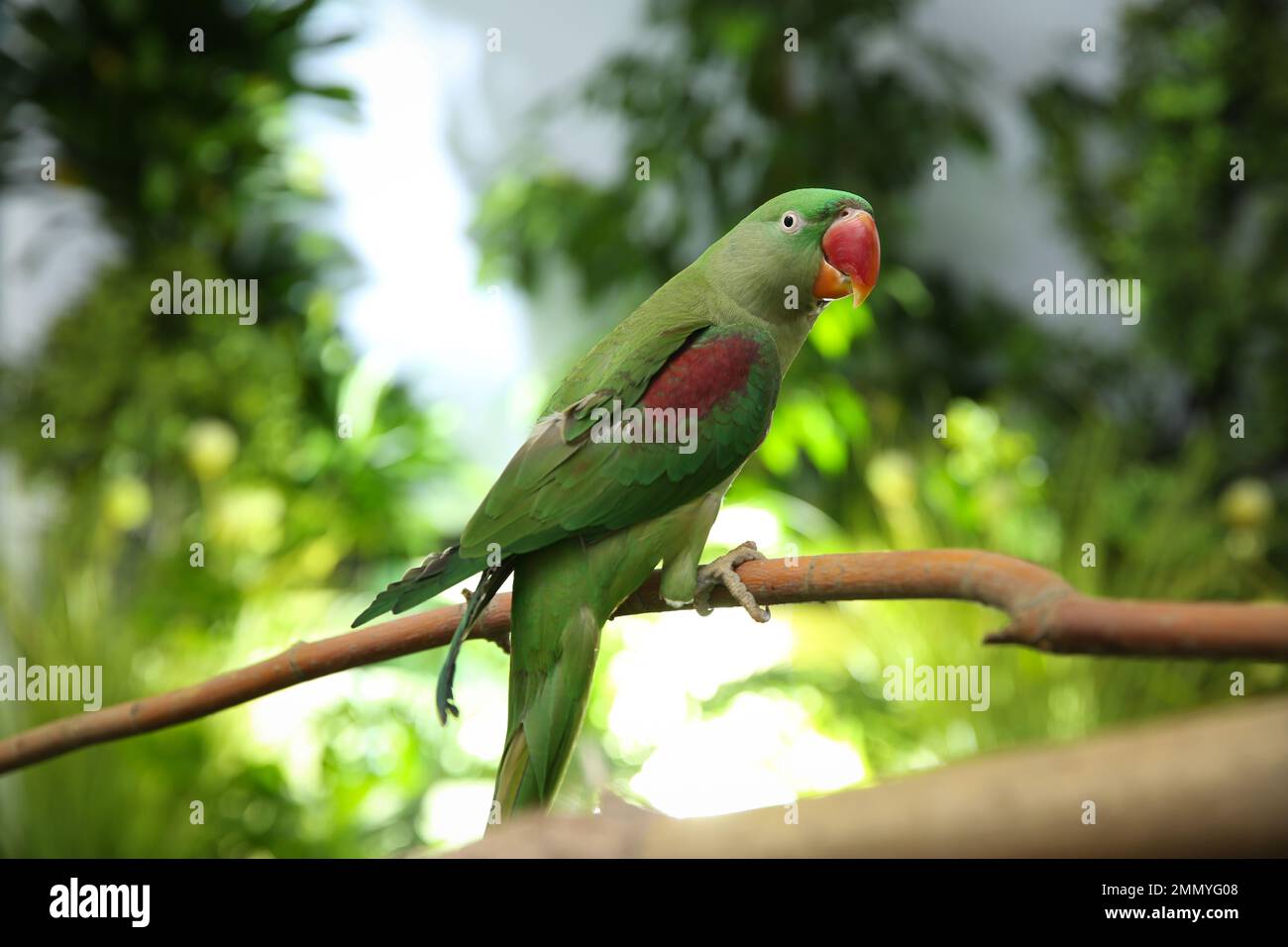 Beautiful alexandrine parakeet on hi-res stock photography and images ...
