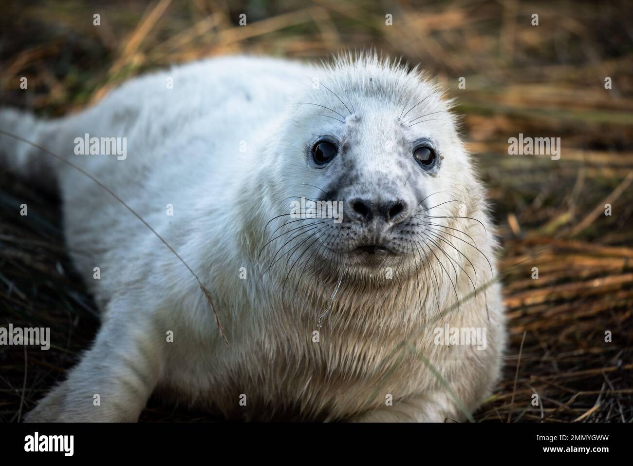 A close up of a seal pup in Donna Nook, North Lincolnshire, England, United Kingdom Stock Photo