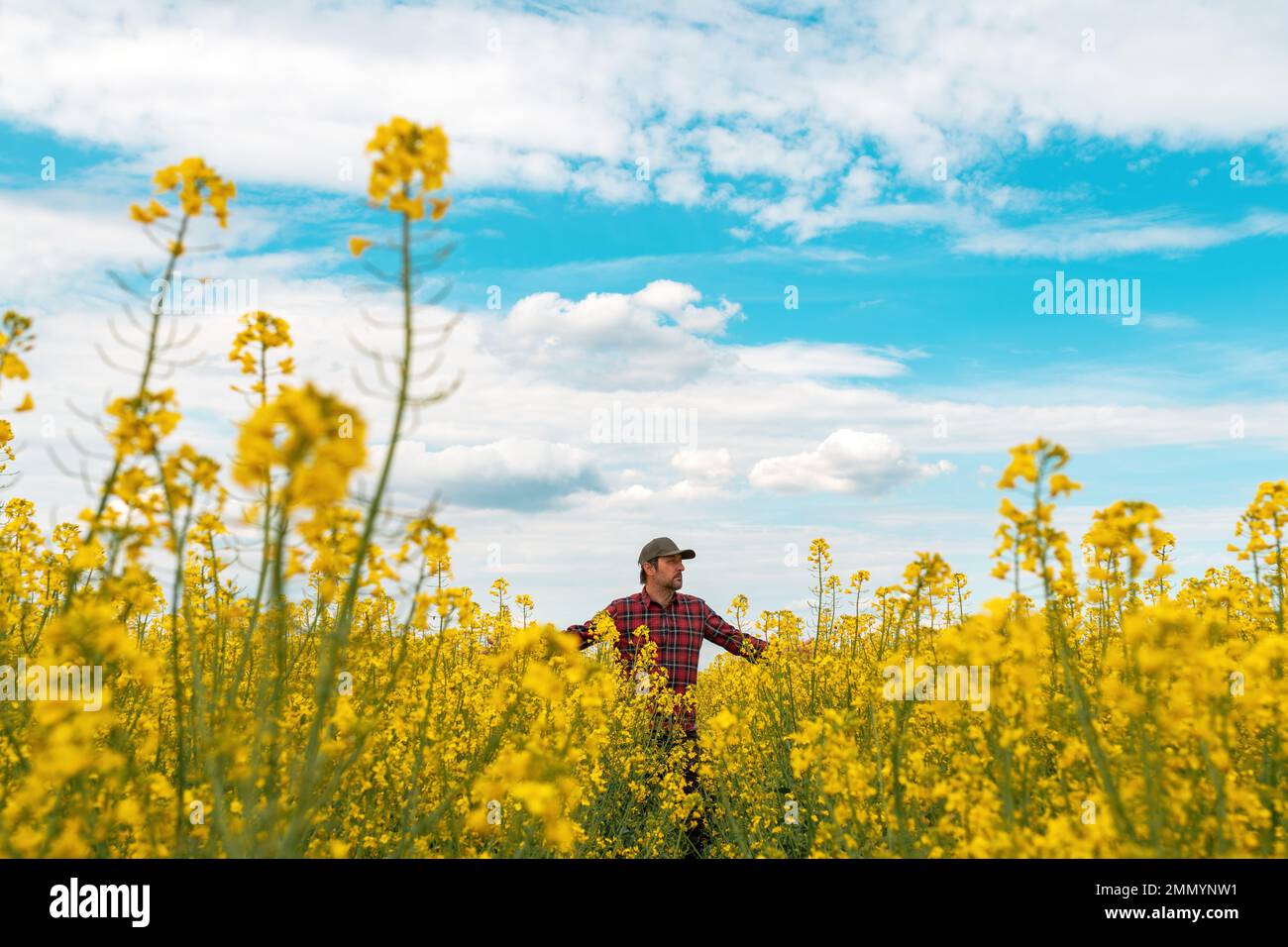 Farm worker wearing red plaid shirt and trucker's hat standing in cultivated rapeseed field in bloom and looking over crops, selective focus Stock Photo