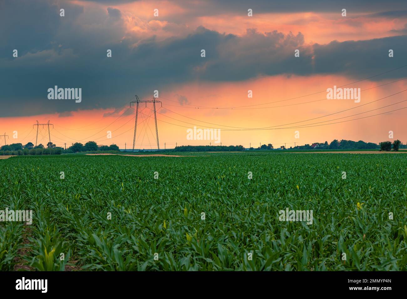 Electricity pylon transmission towers with overhead power line cables in cultivated corn crop field in sunset with stormy clouds in background to emph Stock Photo