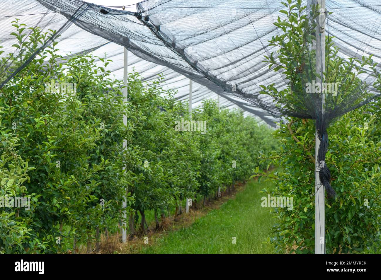 Hail and bird protective netting in apple fruit tree orchard in spring, selective focus Stock Photo