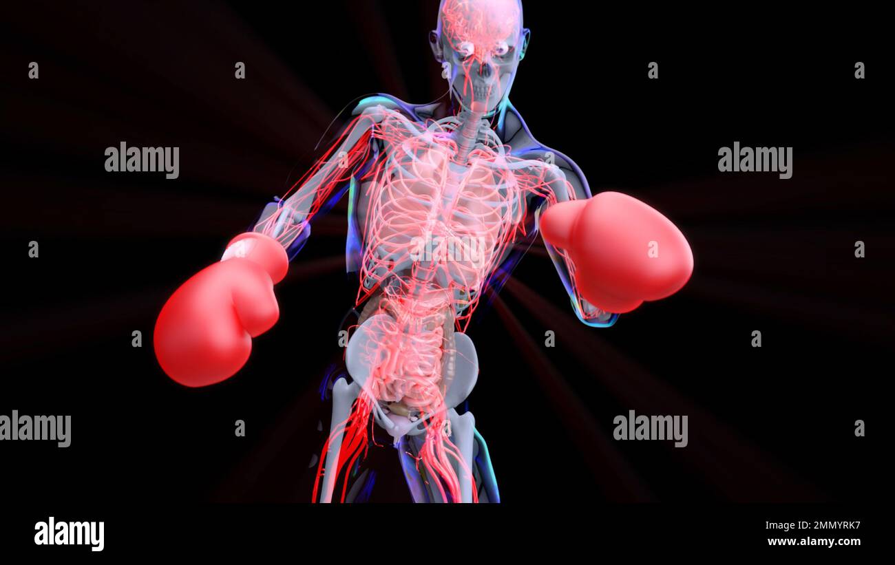 Abstract 3D anatomy of a man boxing Stock Photo - Alamy