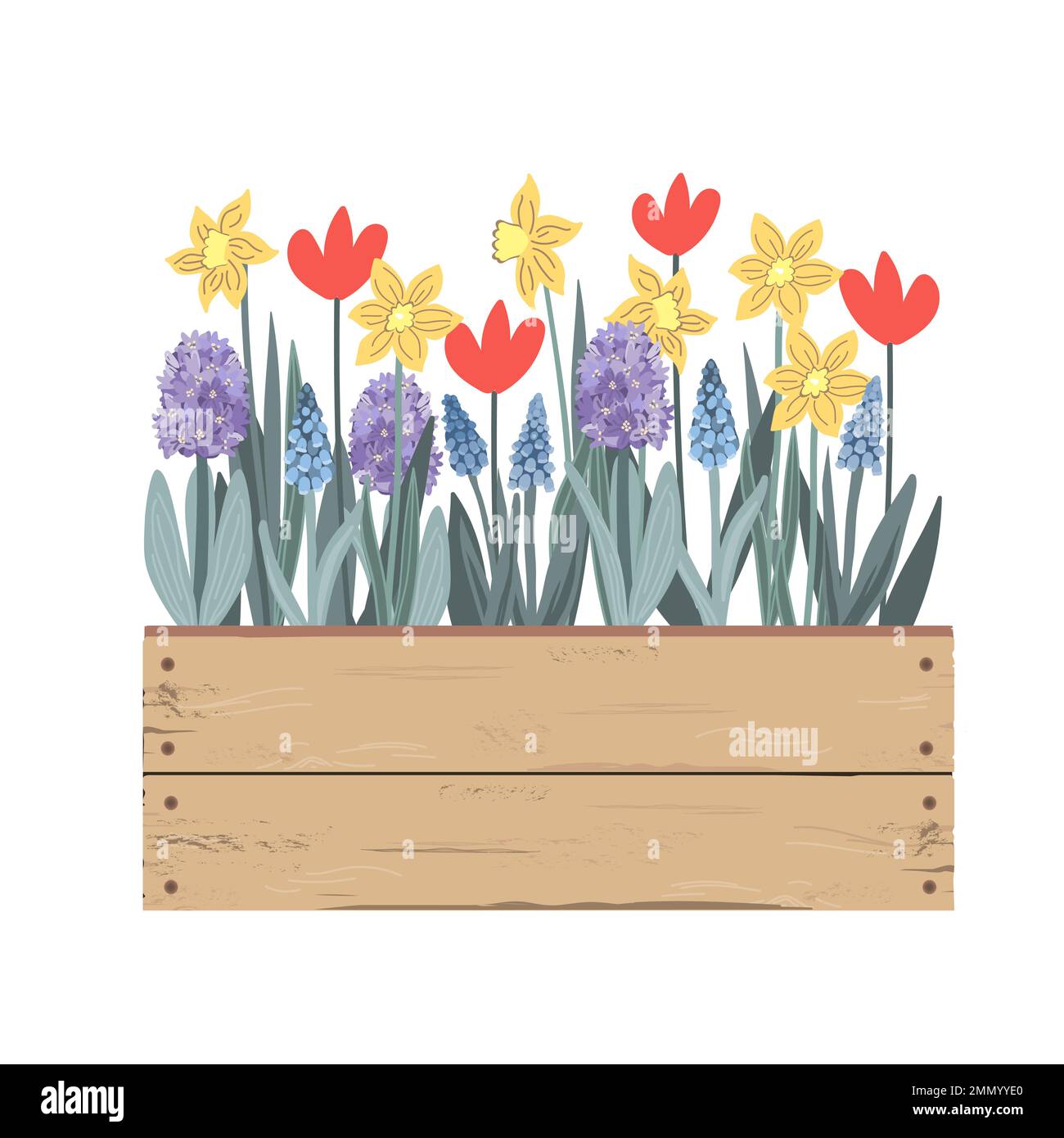 Wooden vintage box with Spring flowers. Tulips, hyacinths, muscari ...