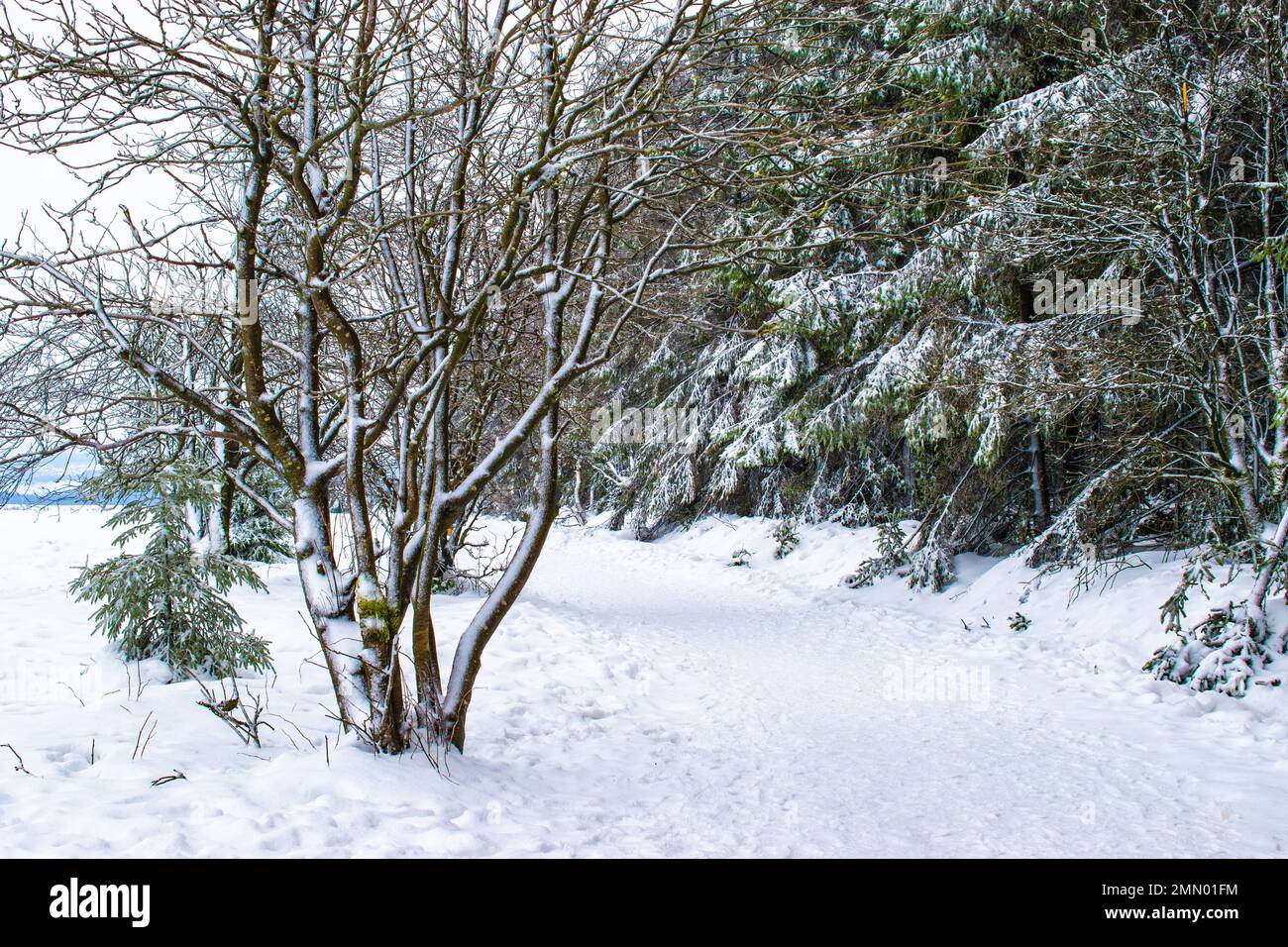 Snowy trees and path in the forest. Stock Photo