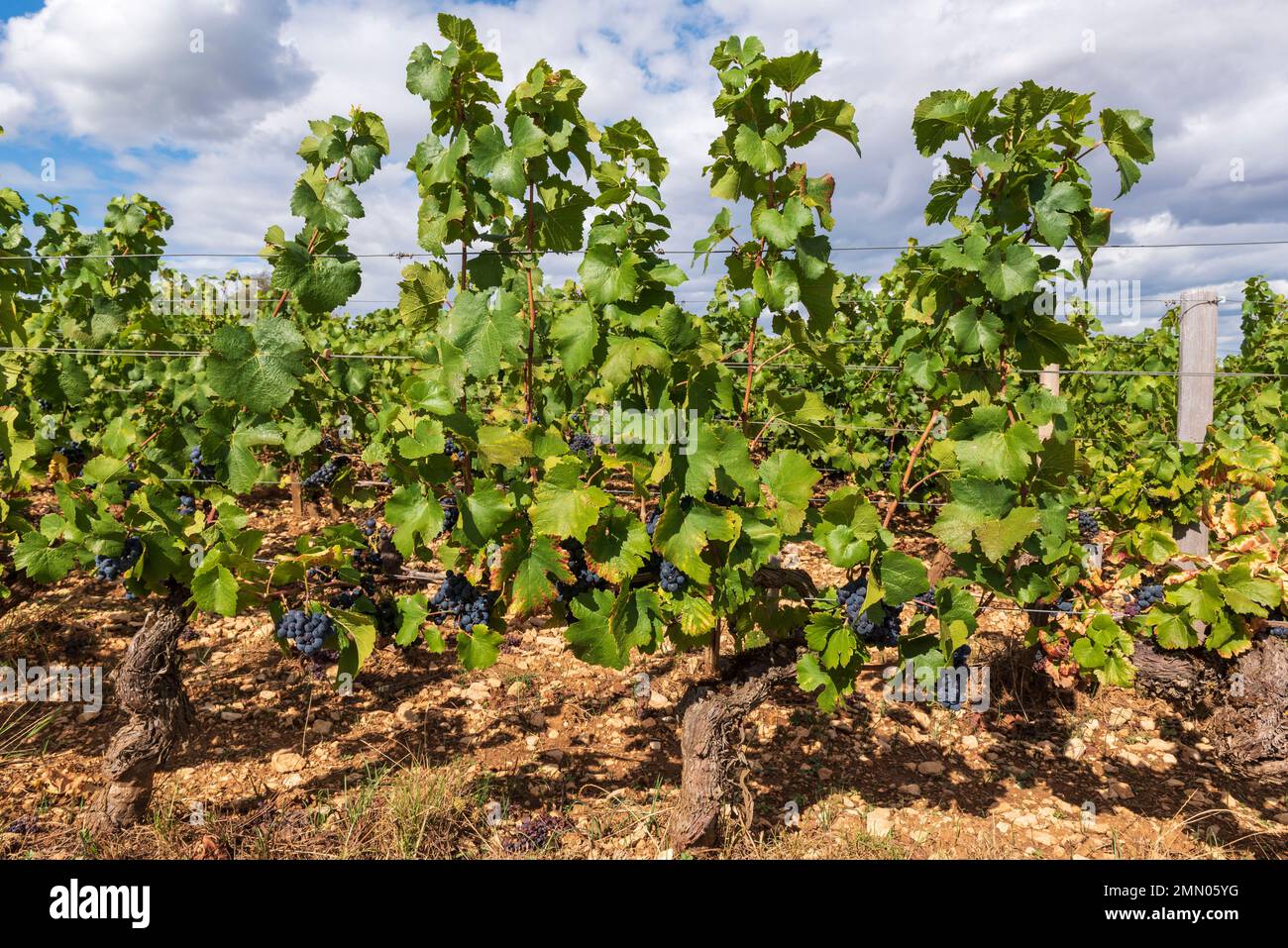 Chambertin clos de beze hi-res stock photography and images Chambertin clos de beze hi-res stock photography and images