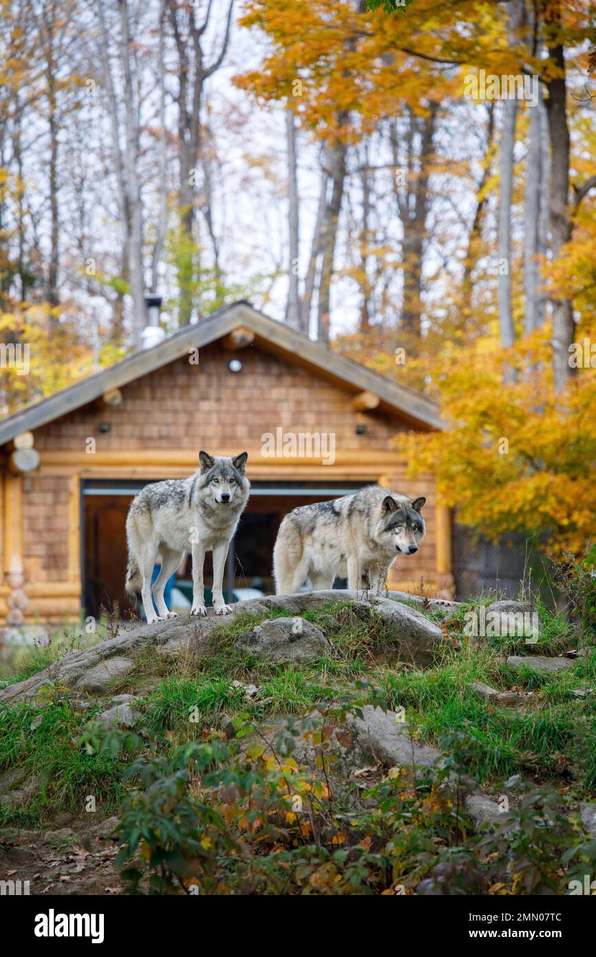 Canada, province of Quebec, Outaouais region, Montebello, Omega animal