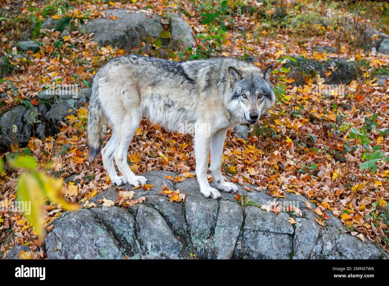Canada, province of Quebec, Outaouais region, Montebello, Omega animal