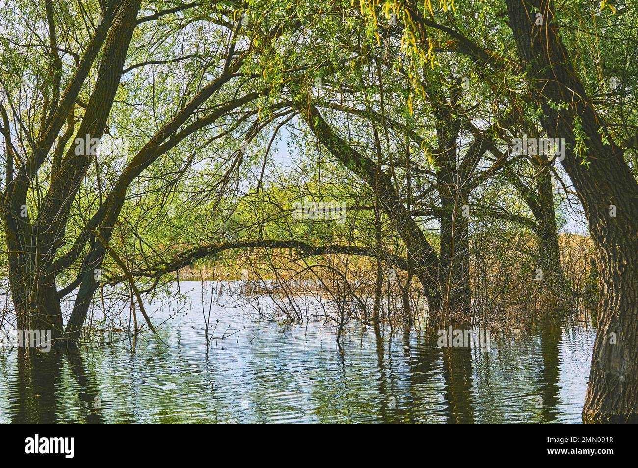 Spring high water. Arch of green trees and bushes flooded with large