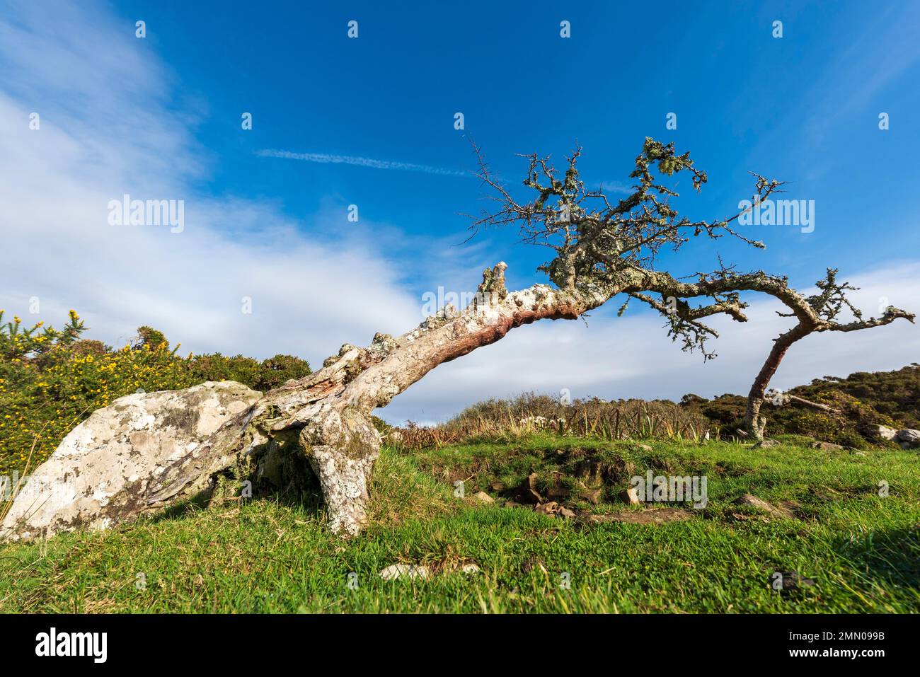 Ireland, County Galway, Connemara, tree Stock Photo
