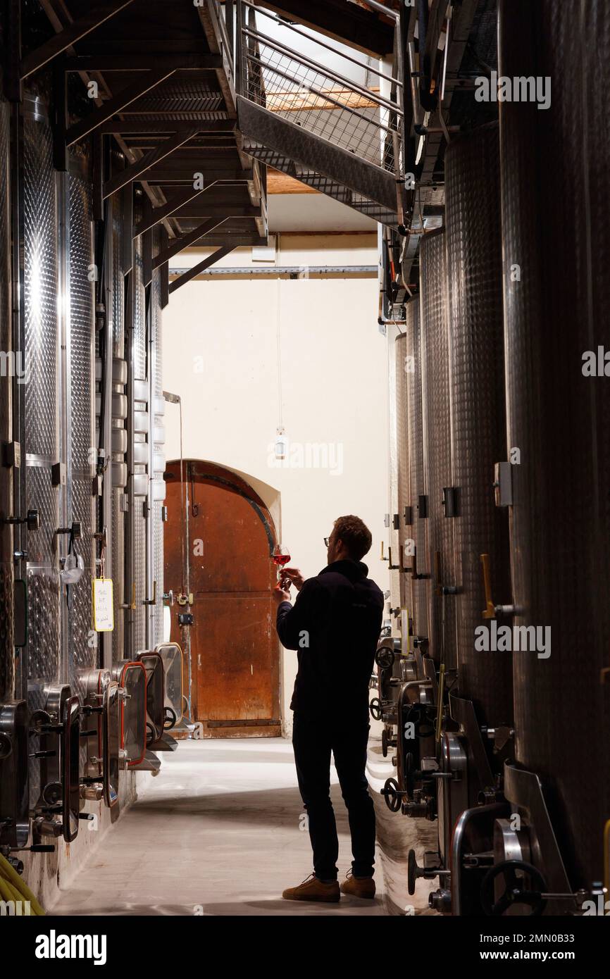 France, Gard, Tavel, Chateau d'Aqueria, cellar master taking a wine ...
