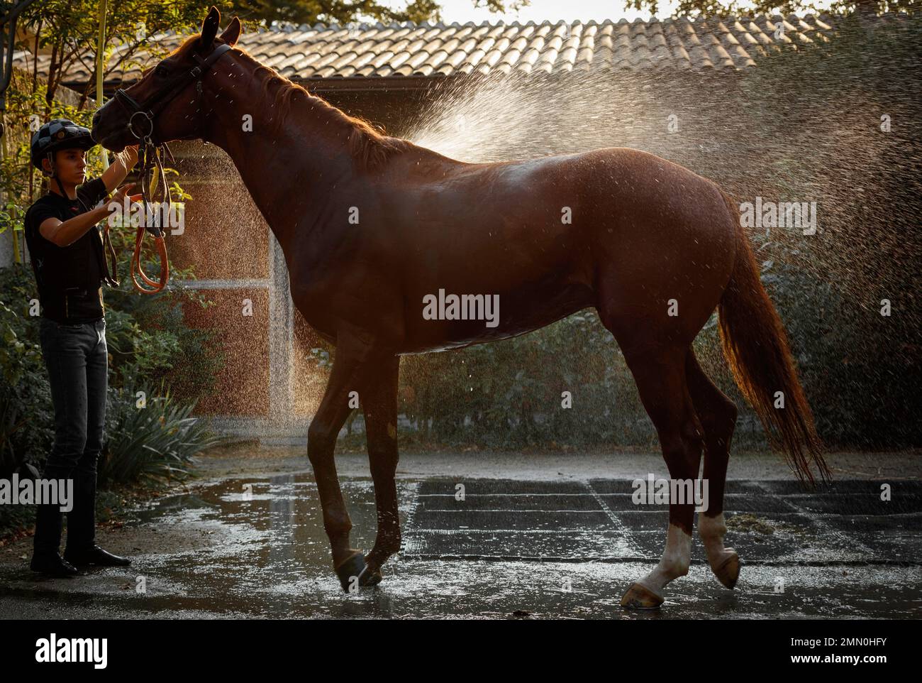 France, Pyrenees Atlantiques, Bearn, Pau, Pau racecourse, young rider washing a racing stallion with a jet of water Stock Photo
