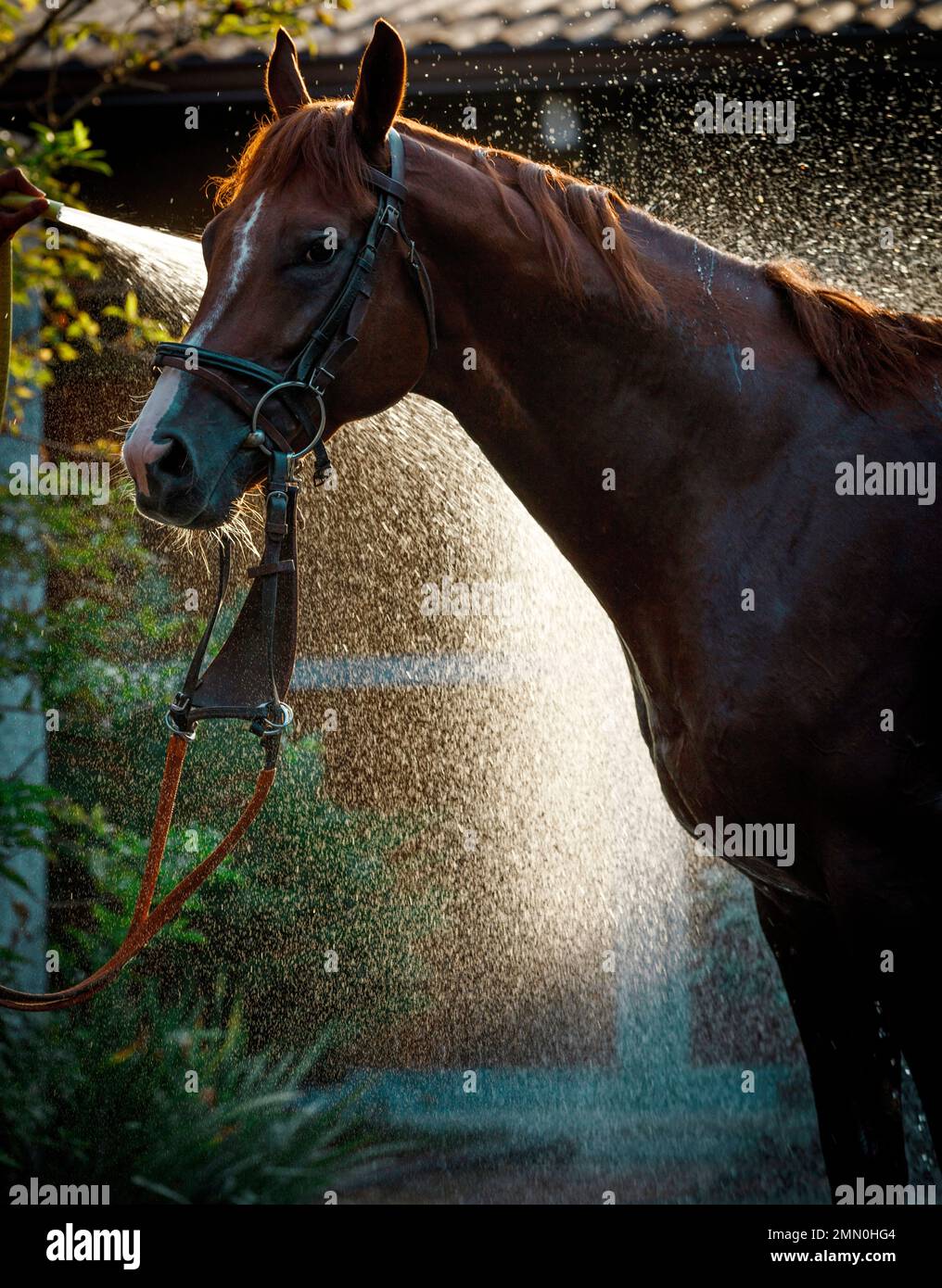 France, Pyrenees Atlantiques, Bearn, Pau, Pau racecourse, young rider washing a racing stallion with a jet of water Stock Photo