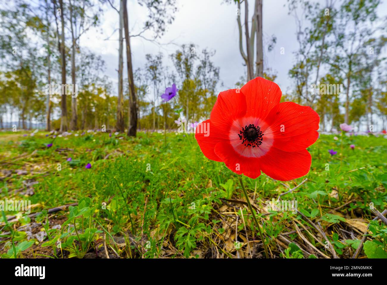 View of colorful Anemone wildflowers in a Eucalyptus grove, near Megiddo, Jezreel Valley, Northern Israel Stock Photo