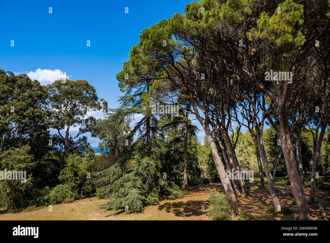 France, Alpes-Maritimes, Antibes, The Botanical Garden of Villa Thuret (attached to INRAE), labeled Jardin Remarquable (Outstanding Garden) and Remarkable Tree, stone pines or umbrella pines Stock Photo