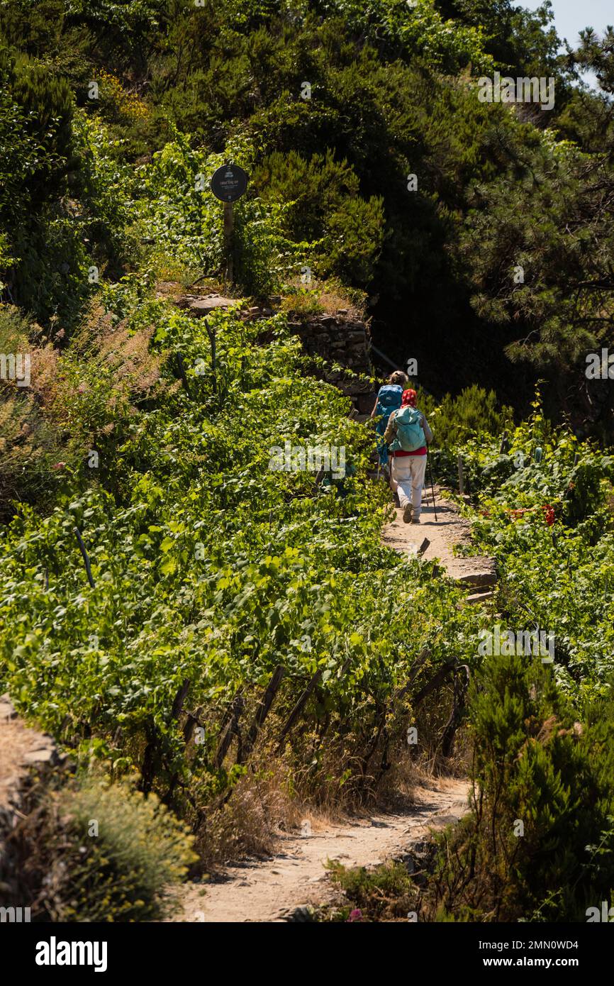 Italy, Liguria, Cinque Terre National Park listed as World Heritage by UNESCO, hikers on the GR 586 path passing through the terraced vineyard between Corniglia and Volastra above Manarola Stock Photo