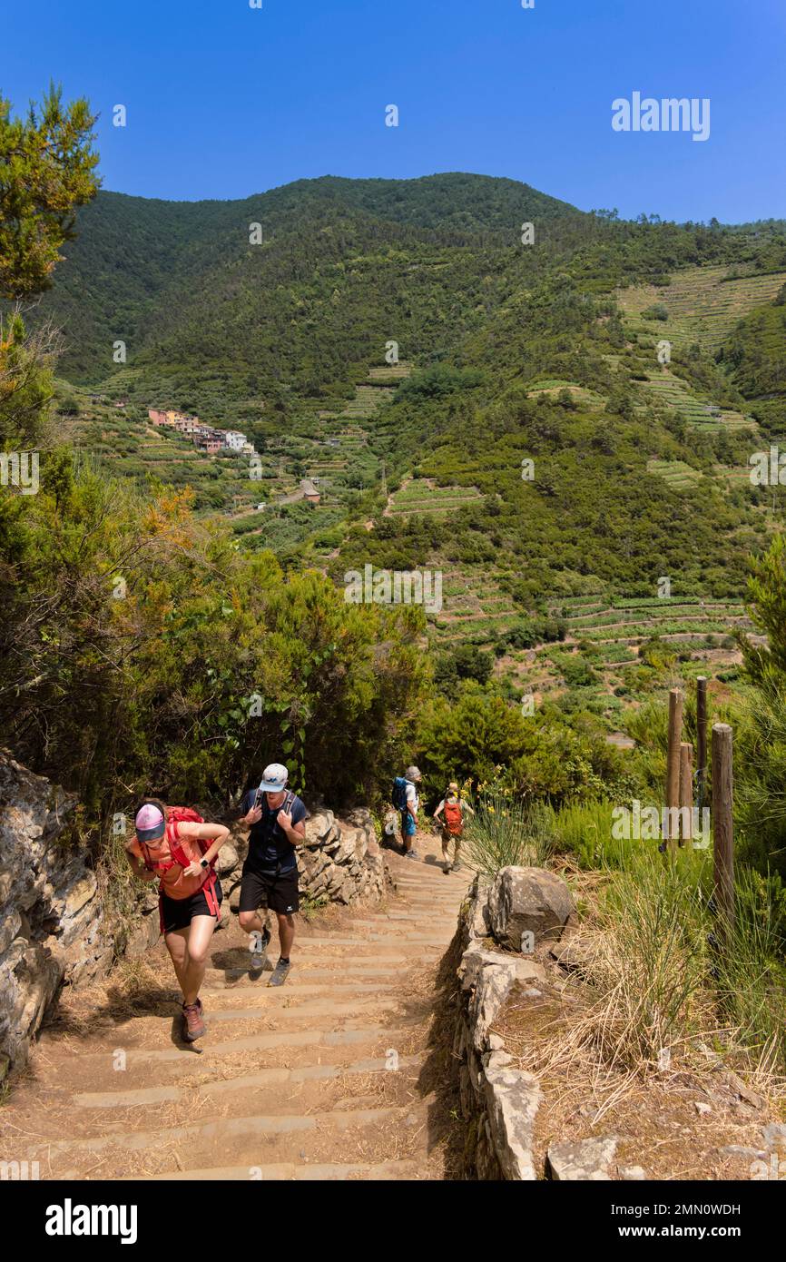 Italy, Liguria, Cinque Terre National Park listed as World Heritage by UNESCO, hikers on the GR 586 path passing through the terraced vineyard between Volastra and Manarola Stock Photo