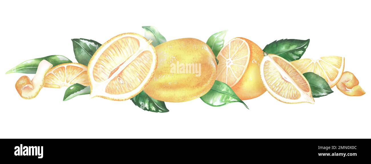 Yellow lemon with leaves elongated horizontal border. Whole citrus, zest, half, pieces. Watercolor illustration. Isolated on a white background.For de Stock Photo