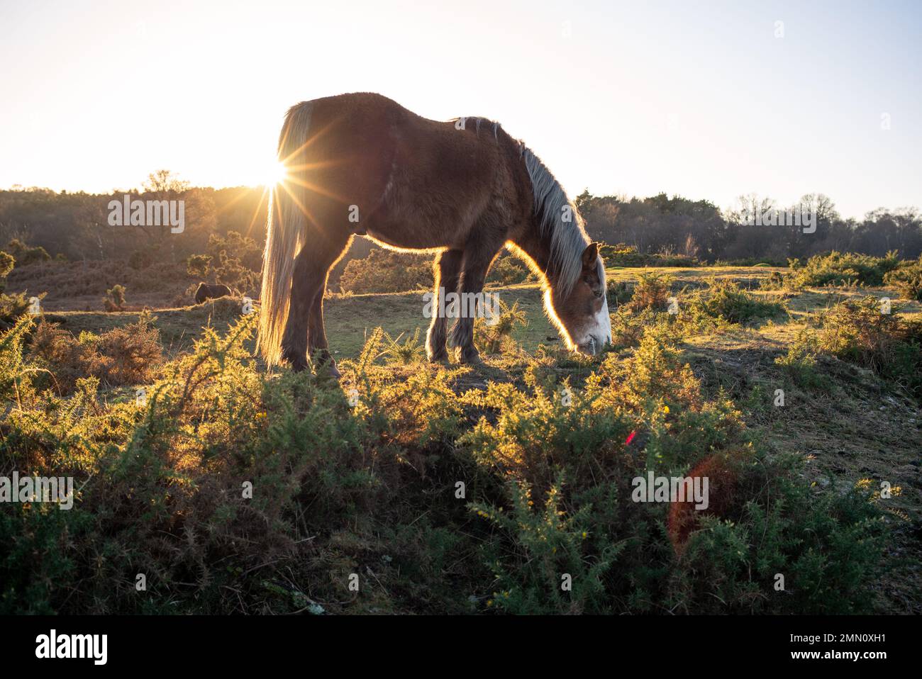 New forest pony eats from gorse bush on the heathland of the New Forest Hampshire England. Stock Photo