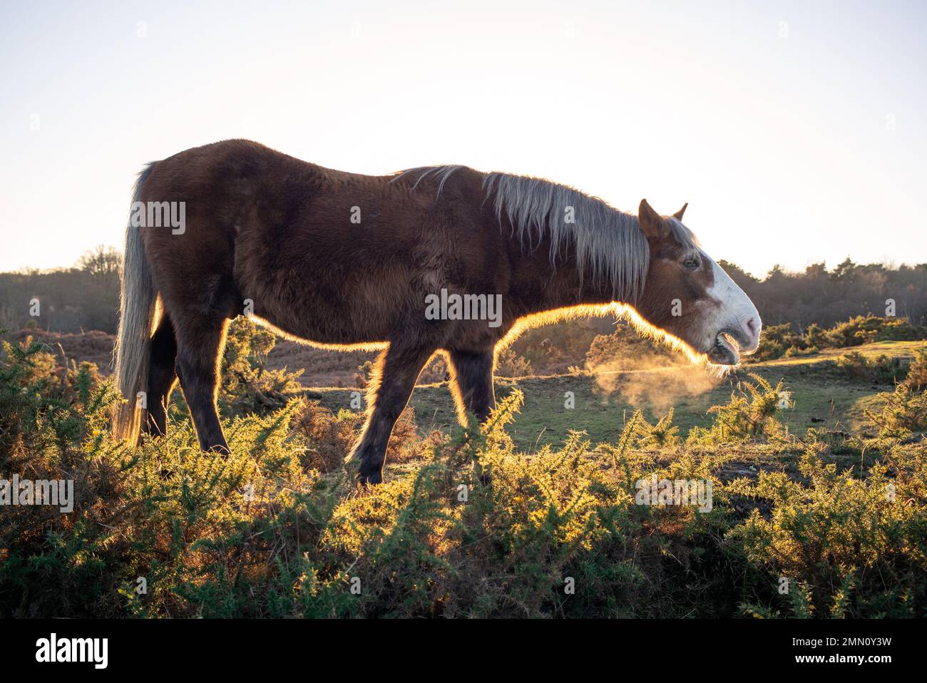 New forest pony eats from gorse bush on the heathland of the New Forest Hampshire England. Stock Photo