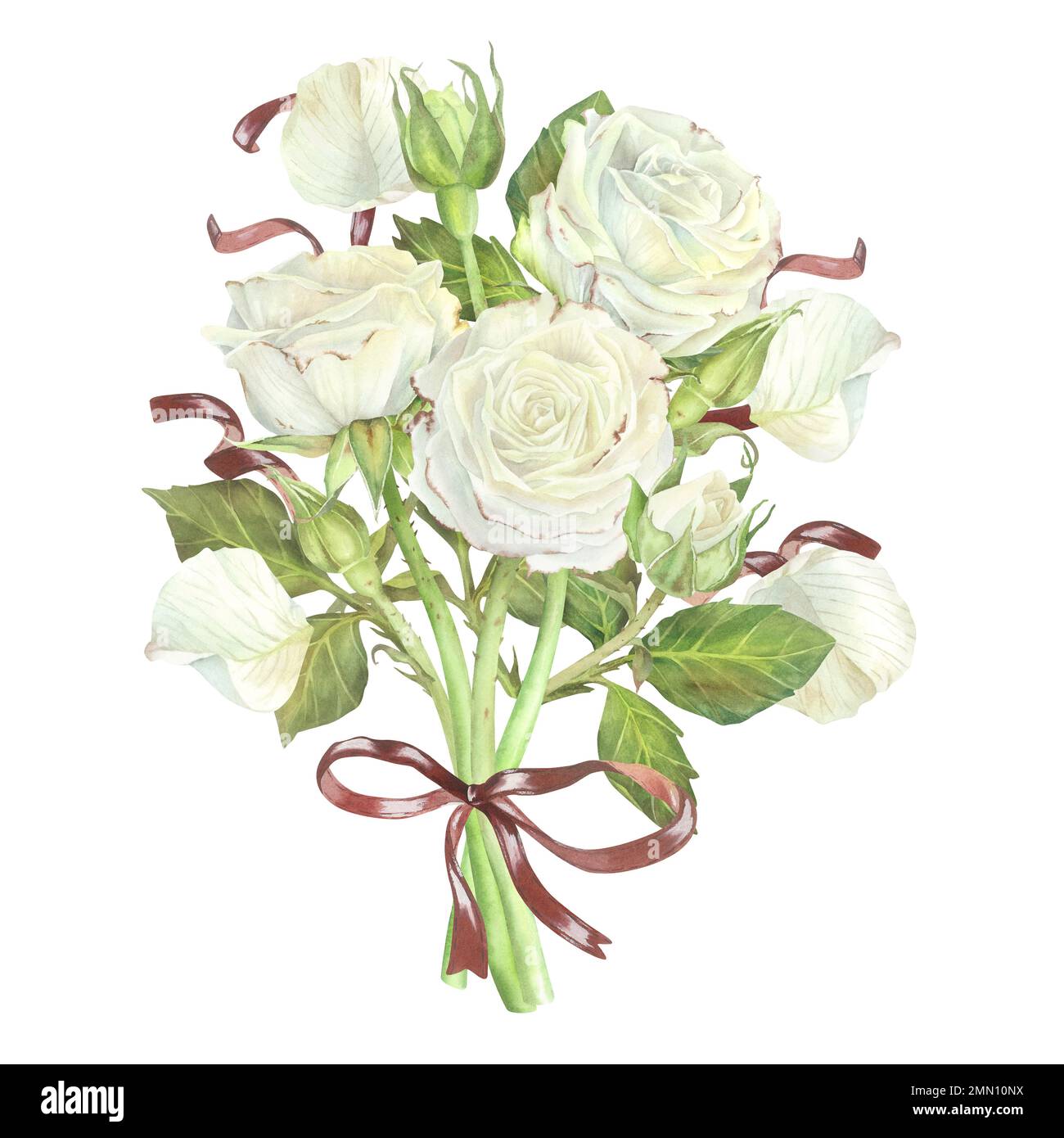 Bouquet of white roses with red ribbons and a bow. Watercolor ...