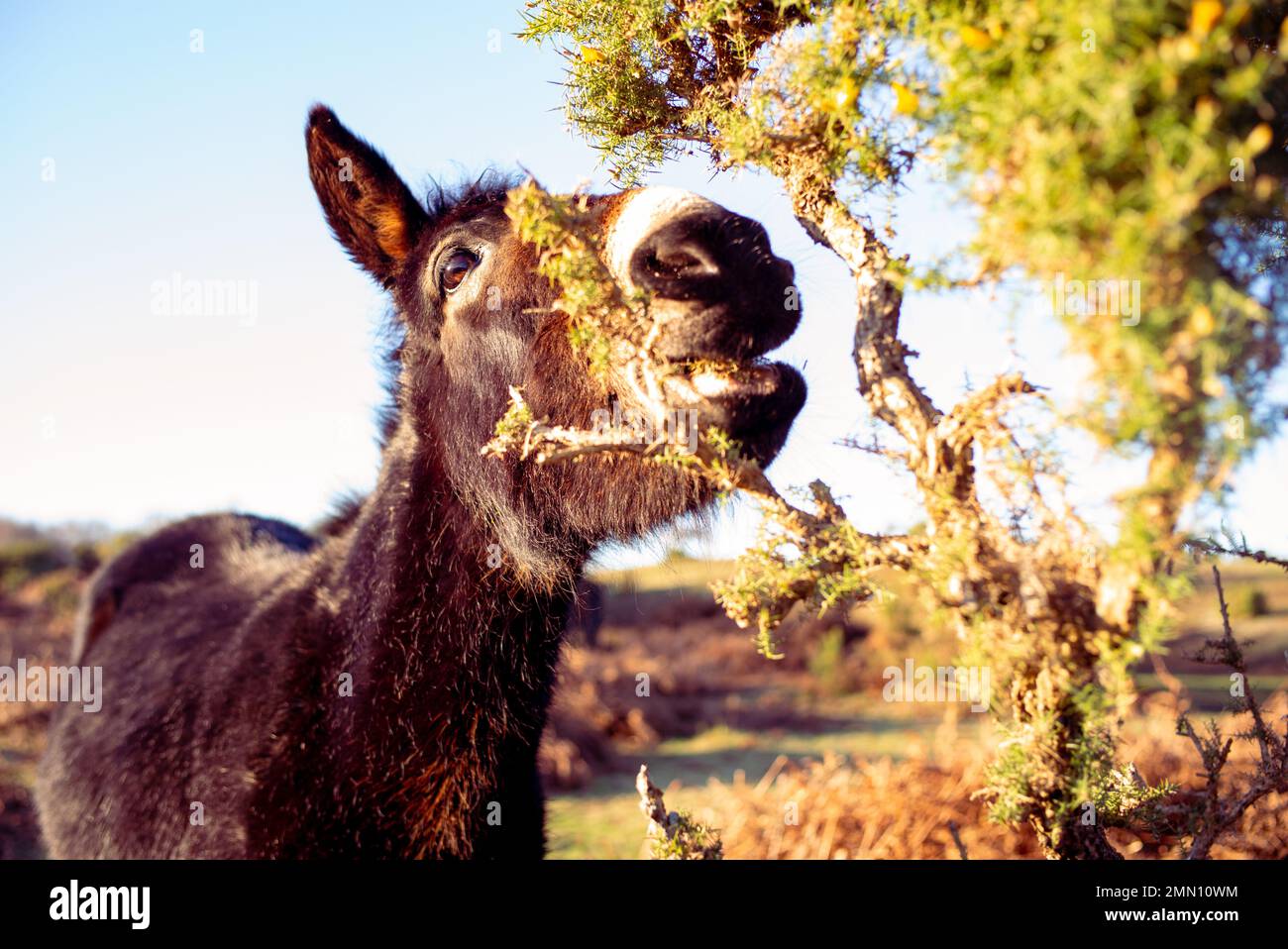 Donkey with winter coat eating gorse bush in the New Forest Hampshire England. Stock Photo