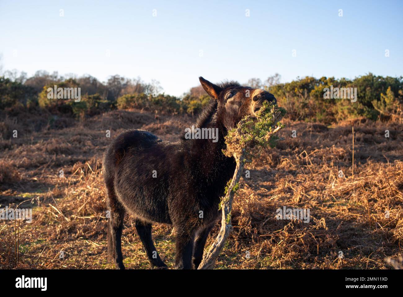 Donkey with winter coat eating gorse bush in the New Forest Hampshire