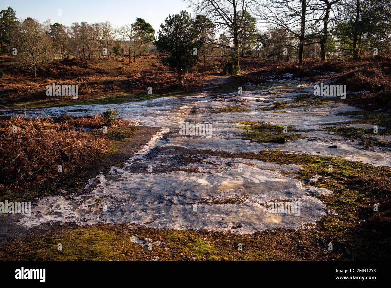 A popular footpath in the New Forest is frozen solid with water that drains from surrounding fields making the route impassable and dangerous. Stock Photo