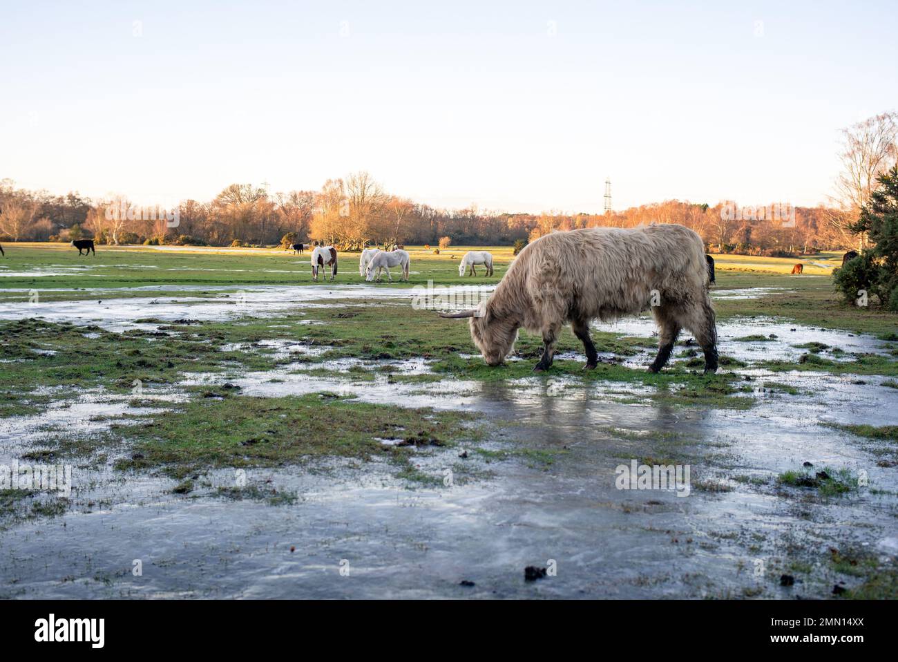 Cows and New forest ponies graze on a wetland area in the New Forest Hampshire England. Stock Photo