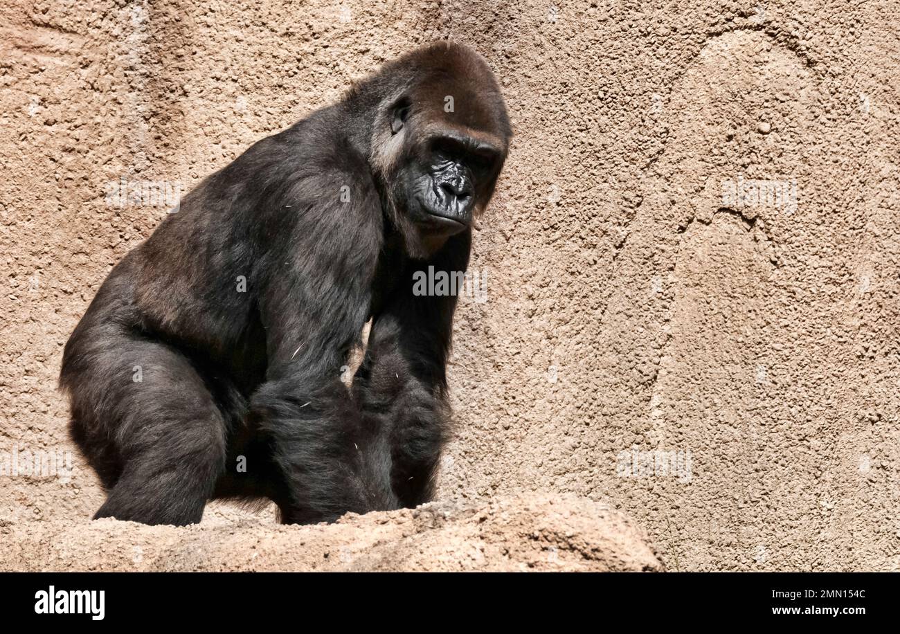 Ndjia a 24 year-old female western lowland gorilla walks in her enclosure during her debut at the Los Angeles Zoo on Thursday, July 12, 2018. She was brought from the San Diego Zoo on May 9 to be paired with the Los Angeles Zoo's male silverback gorilla, Kelly, under a program that breeds western lowland gorillas, a species considered critically endangered in the wild. (AP Photo/Richard Vogel) Stock Photo