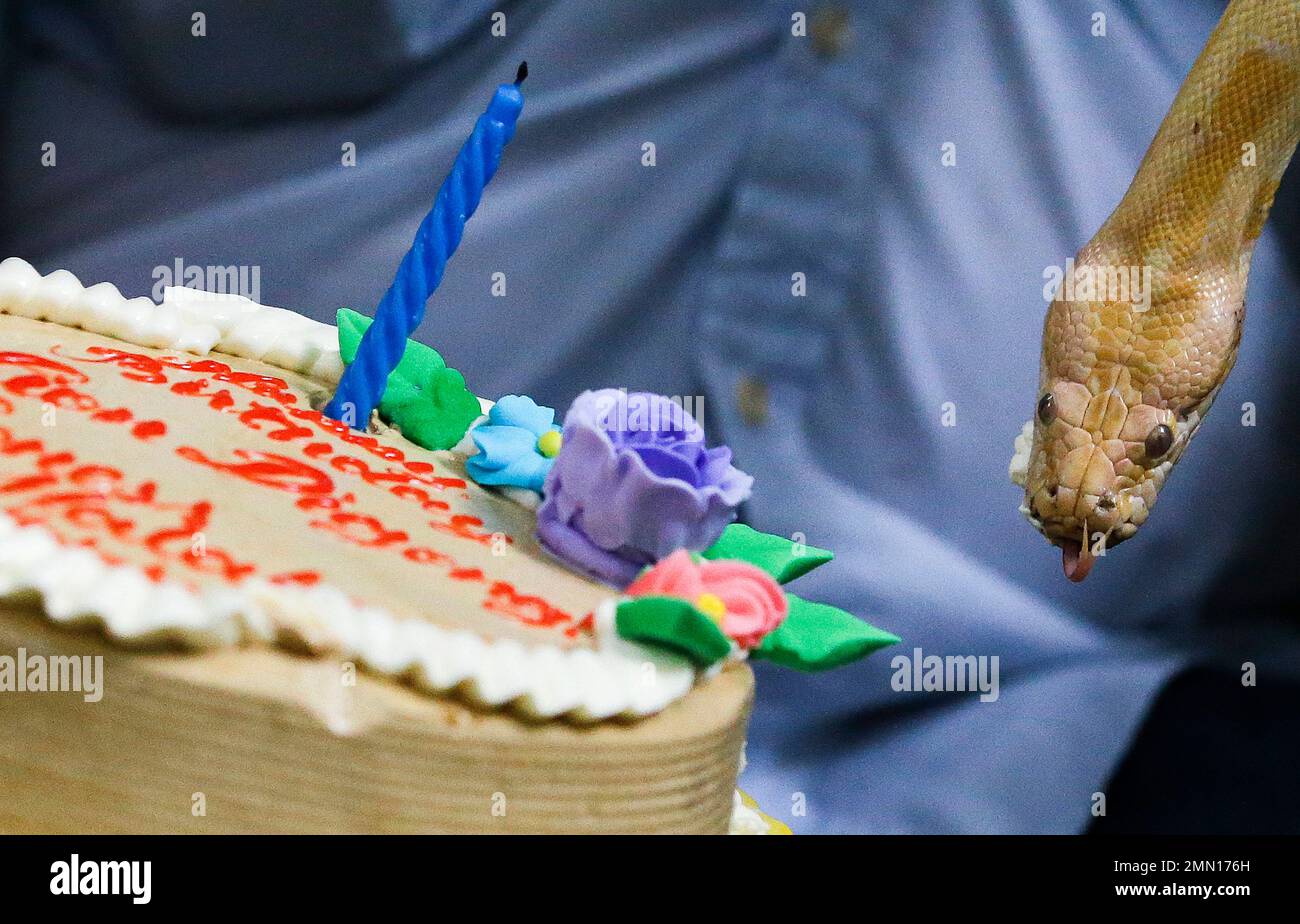 Albino Python Snake Cake