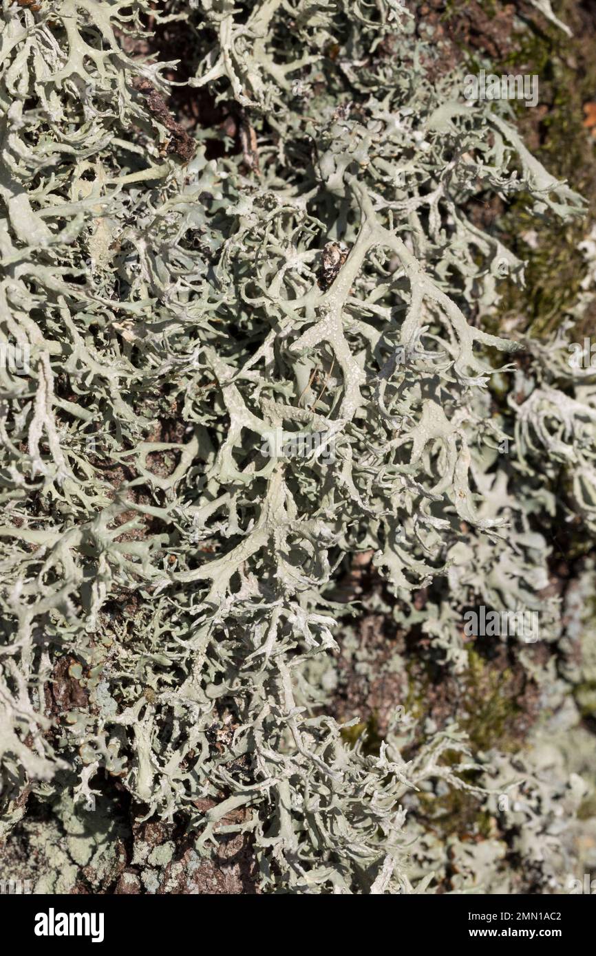 Eichenmoos, Eichenmoosflechte, Eichen-Moos, Eichenmoos-Flechte ...