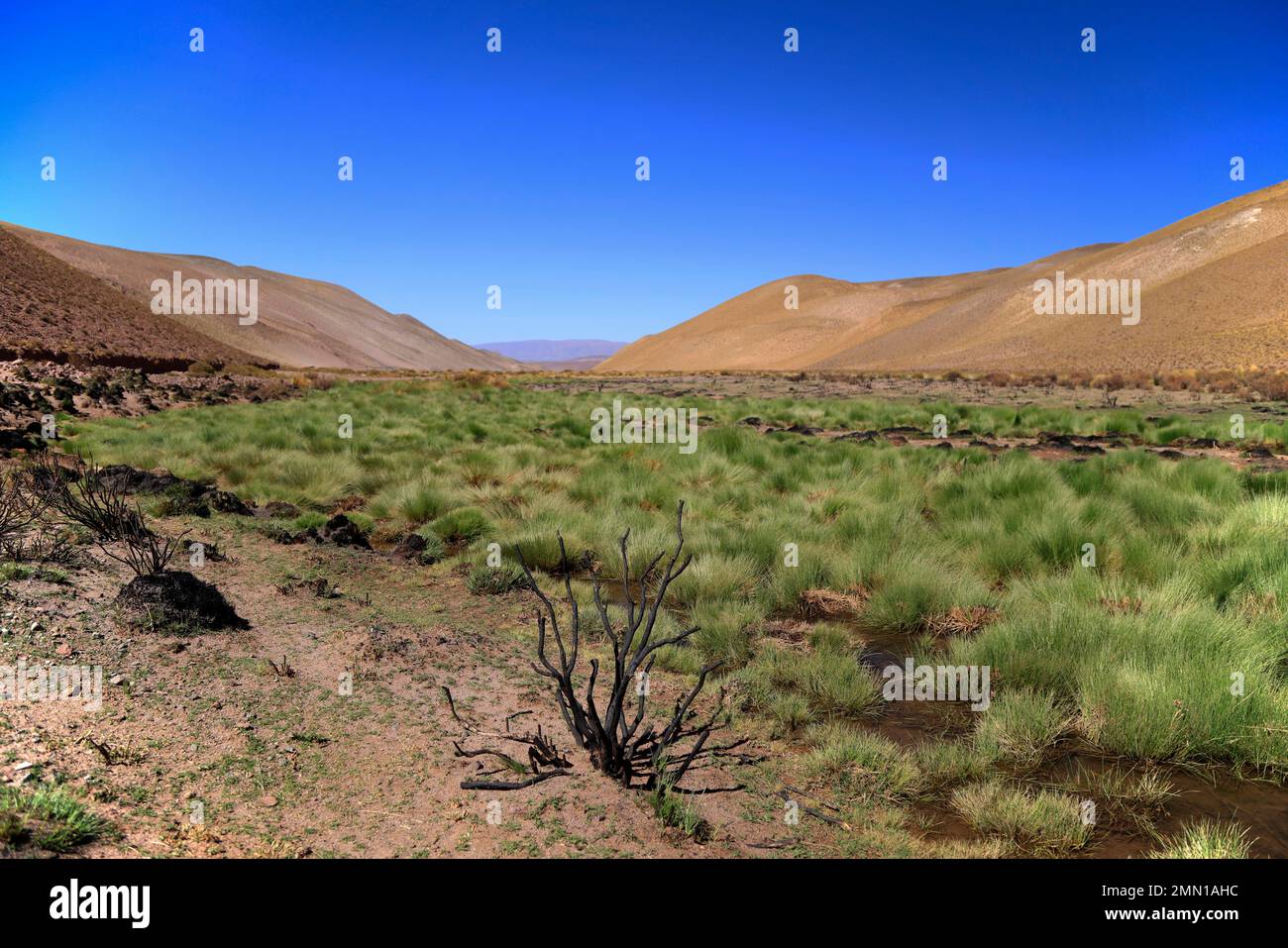 Landscape of the Puna Argentina Stock Photo Alamy