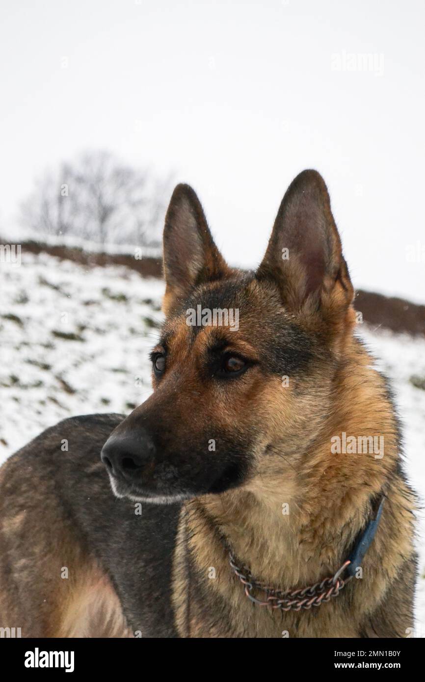 dog playing in the snow Stock Photo - Alamy