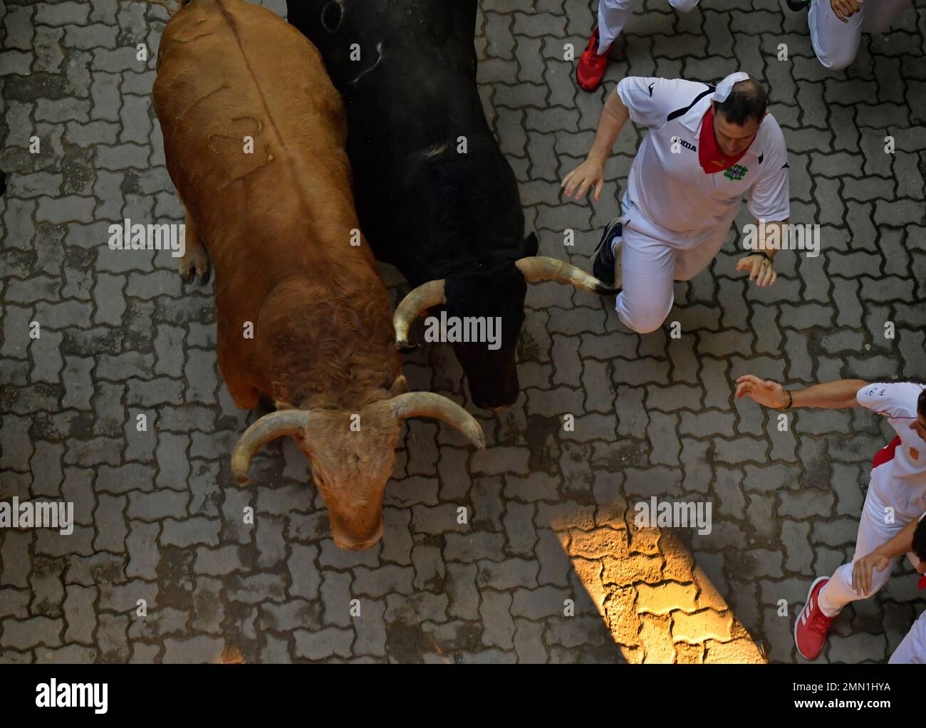 Bulls Hit Ranch Revellers run next to fighting bulls from the Fuente de Ymbro bull ...