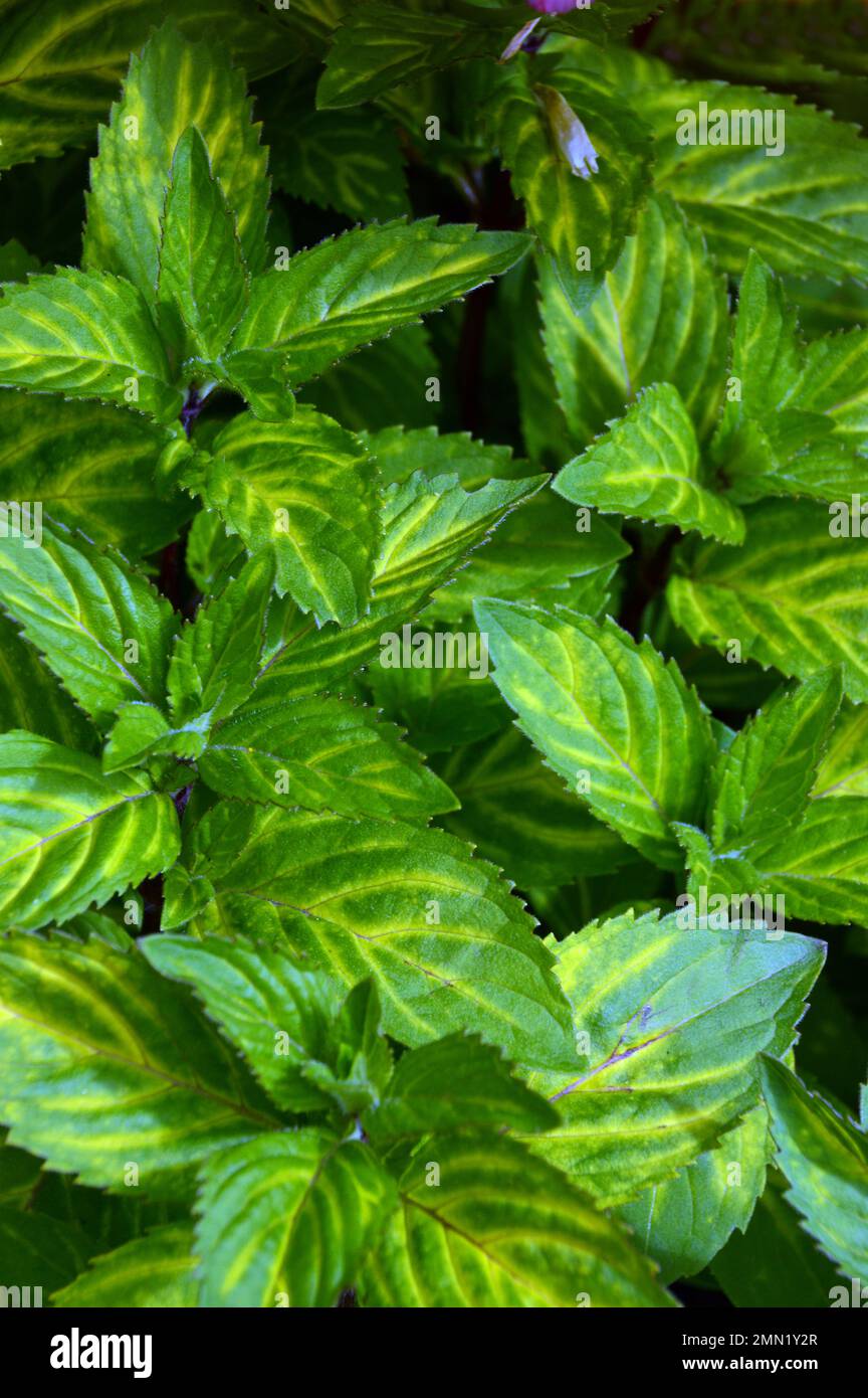 Variegated Ginger Mint Leaves (Mentha x Gracilis) grown in a Raised Bed in the Herb Garden at RHS Garden, Harlow Carr, Harrogate, Yorkshire. UK. Stock Photo
