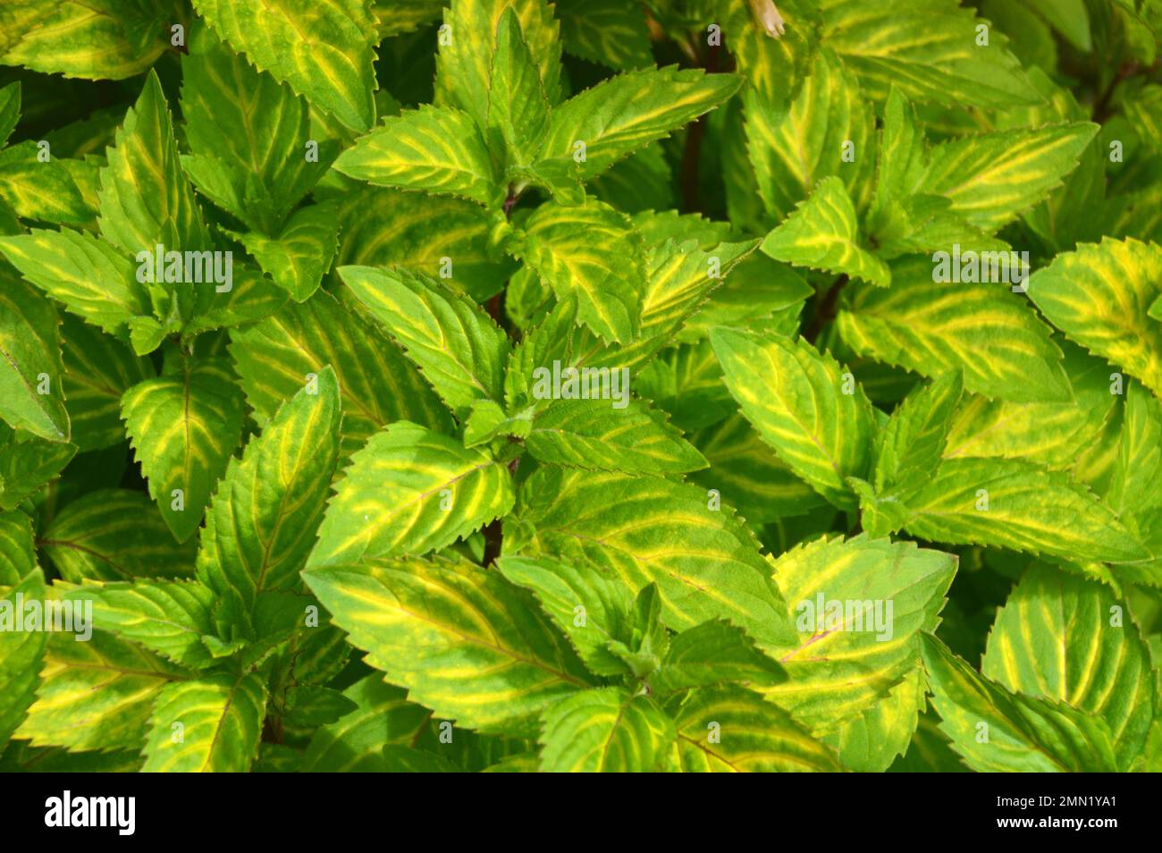 Variegated Ginger Mint Leaves (Mentha x Gracilis) grown in a Raised Bed in the Herb Garden at RHS Garden, Harlow Carr, Harrogate, Yorkshire. UK. Stock Photo