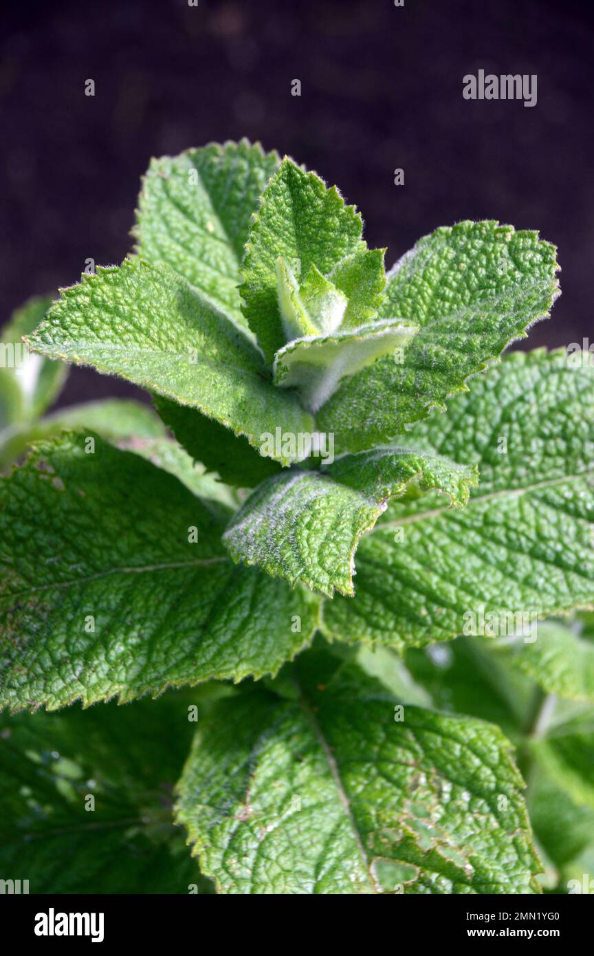 Apple Mint Leaves (Mentha Suaveolens) grown in a Raised Bed in the Herb Garden at RHS Garden, Harlow Carr, Harrogate, Yorkshire. UK. Stock Photo