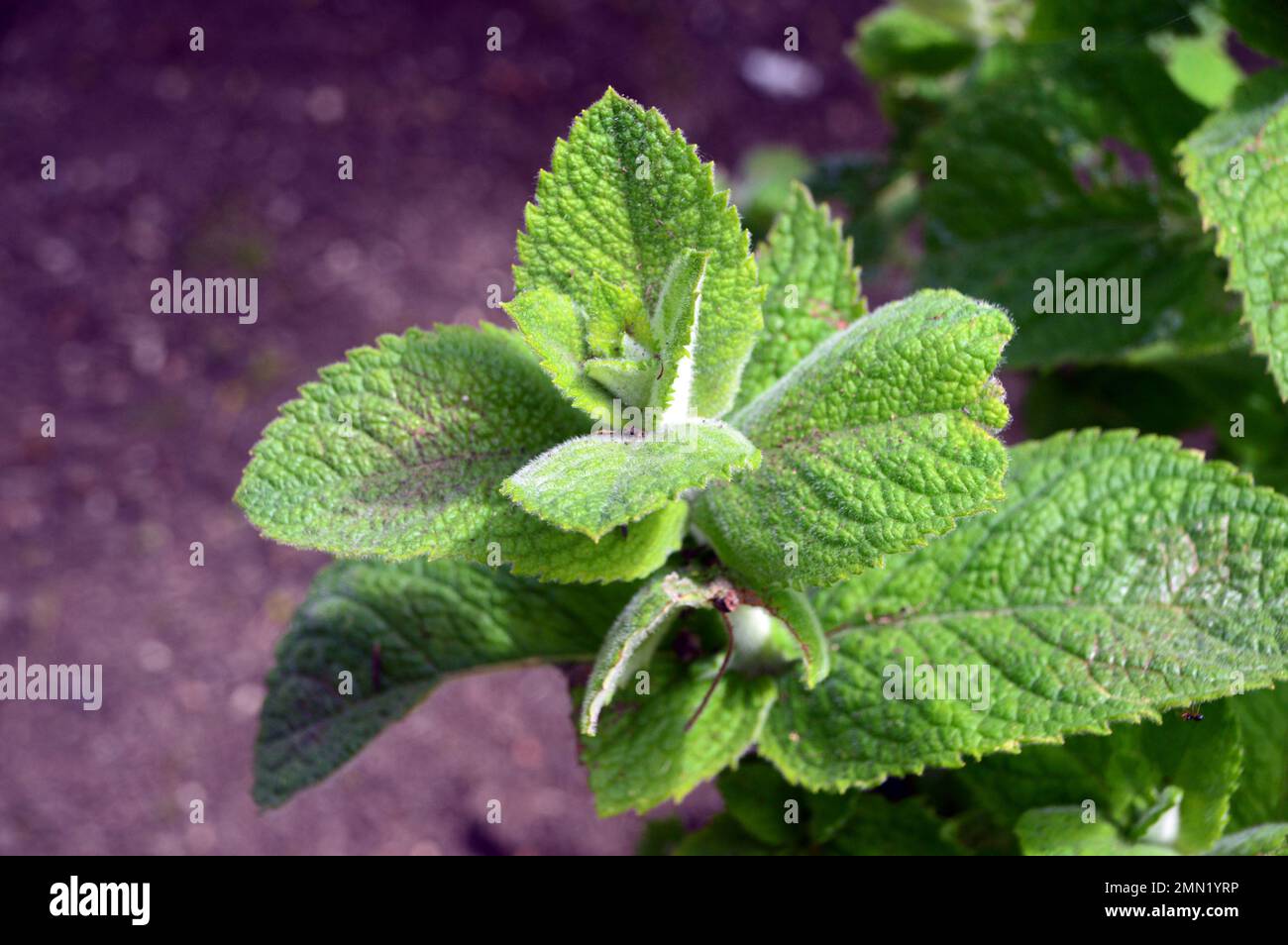 Apple Mint Leaves (Mentha Suaveolens) grown in a Raised Bed in the Herb Garden at RHS Garden, Harlow Carr, Harrogate, Yorkshire. UK. Stock Photo