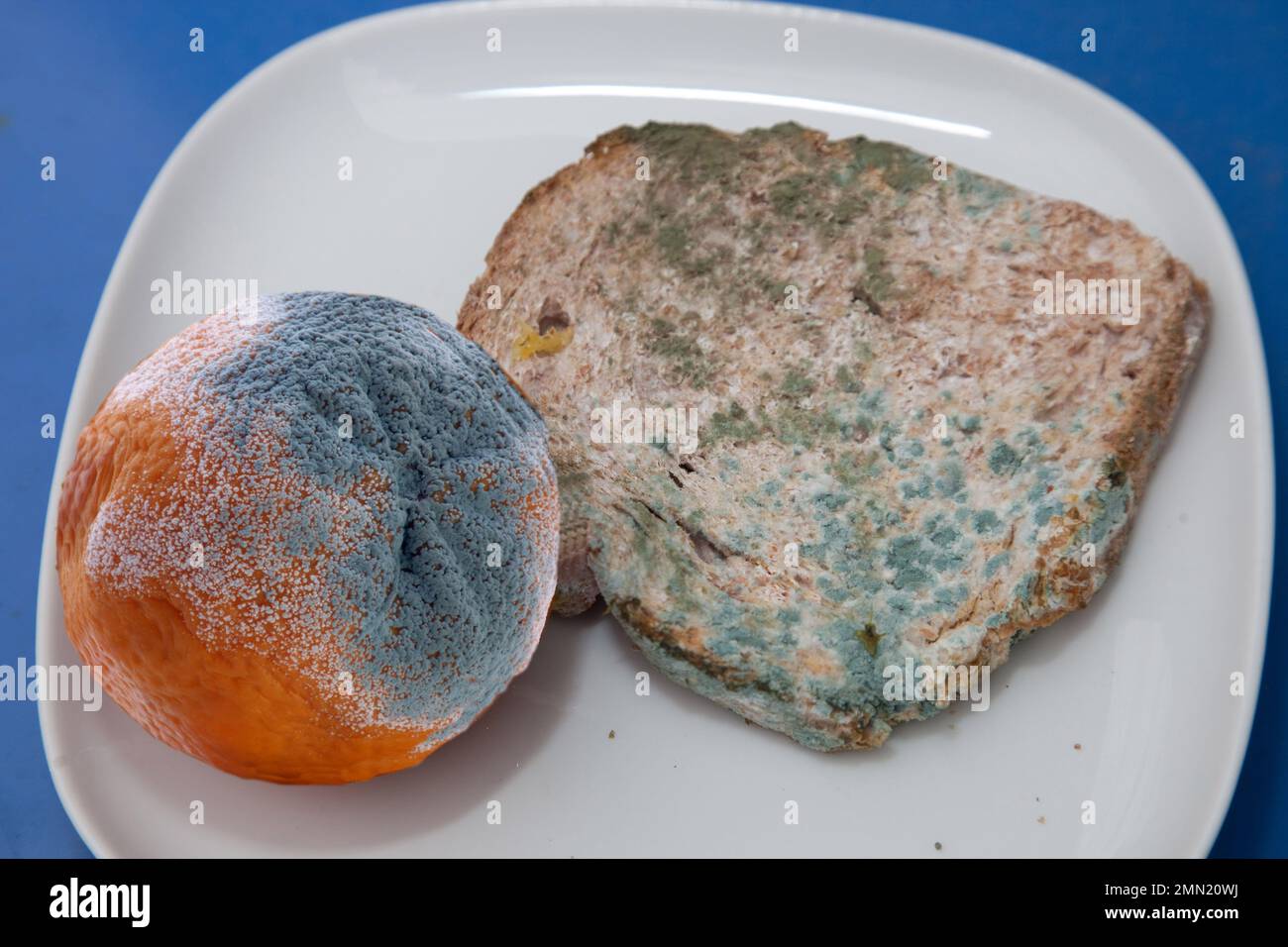 mold on bread and orange Stock Photo