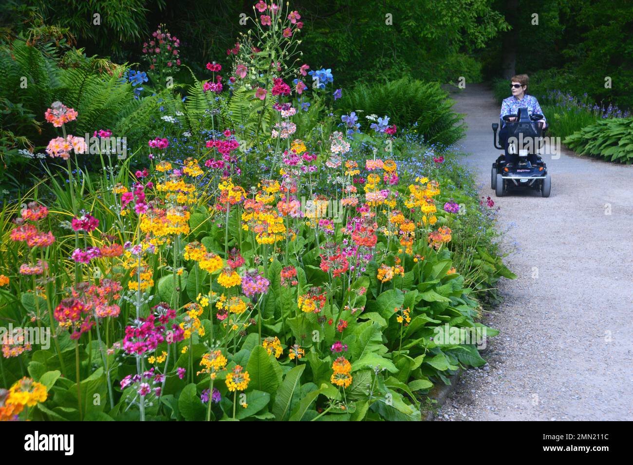 Woman in Motorised Wheelchair by Rainbow Mix Candelabra Primulas 'Primula Aurantiaca' Primrose Flowers grown in a Border at RHS Garden Harlow Carr. Stock Photo
