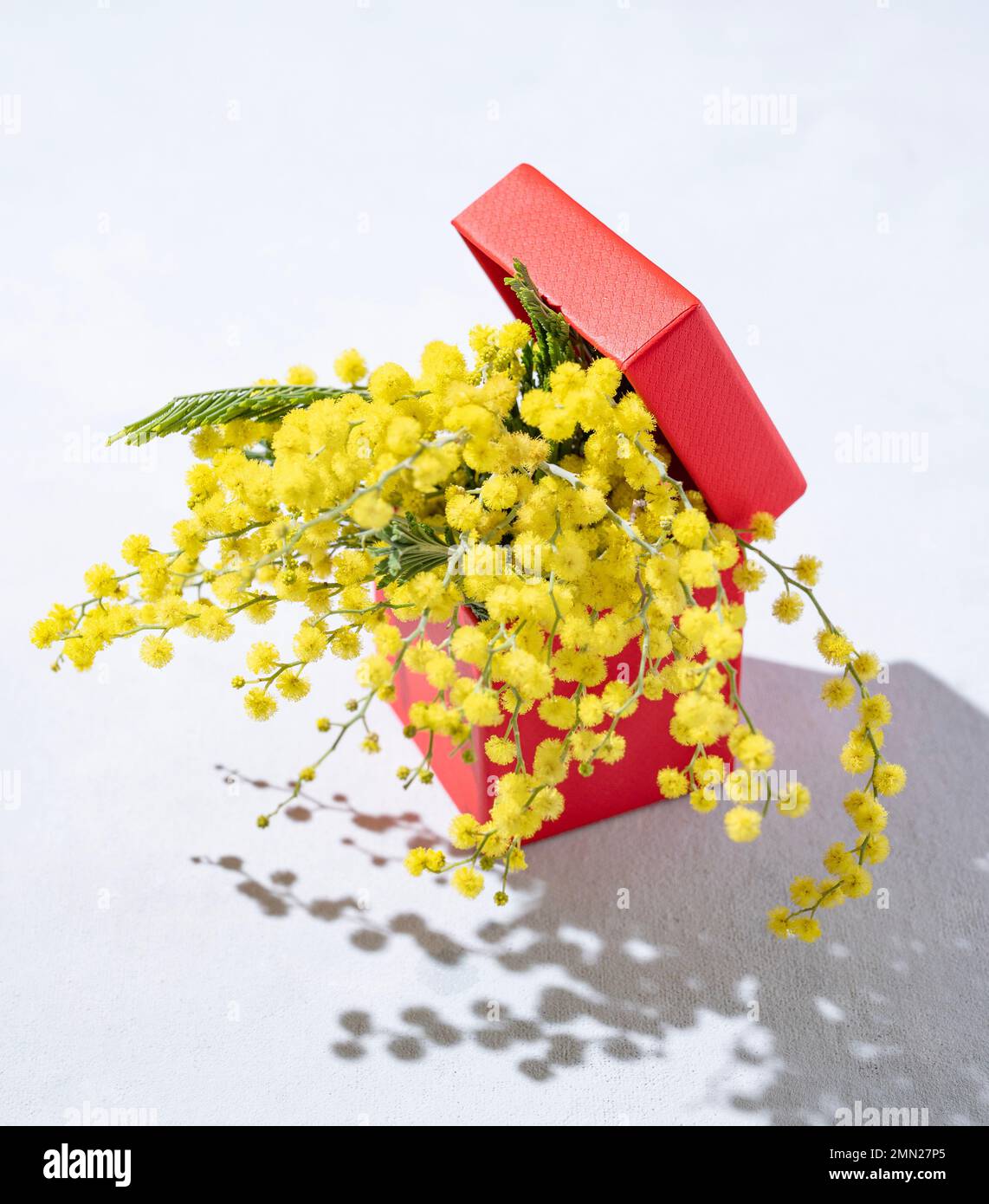 A bouquet of yellow mimosa flowers in a red present box on a light background with shadow. Concept of 8 March, happy women's day. Top view. Stock Photo