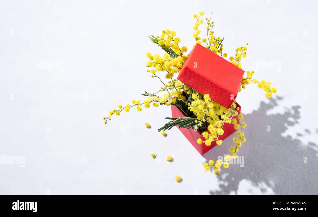 A bouquet of yellow mimosa flowers in a red present box on a light background with shadow. Concept of 8 March, happy women's day. Top view and free sp Stock Photo