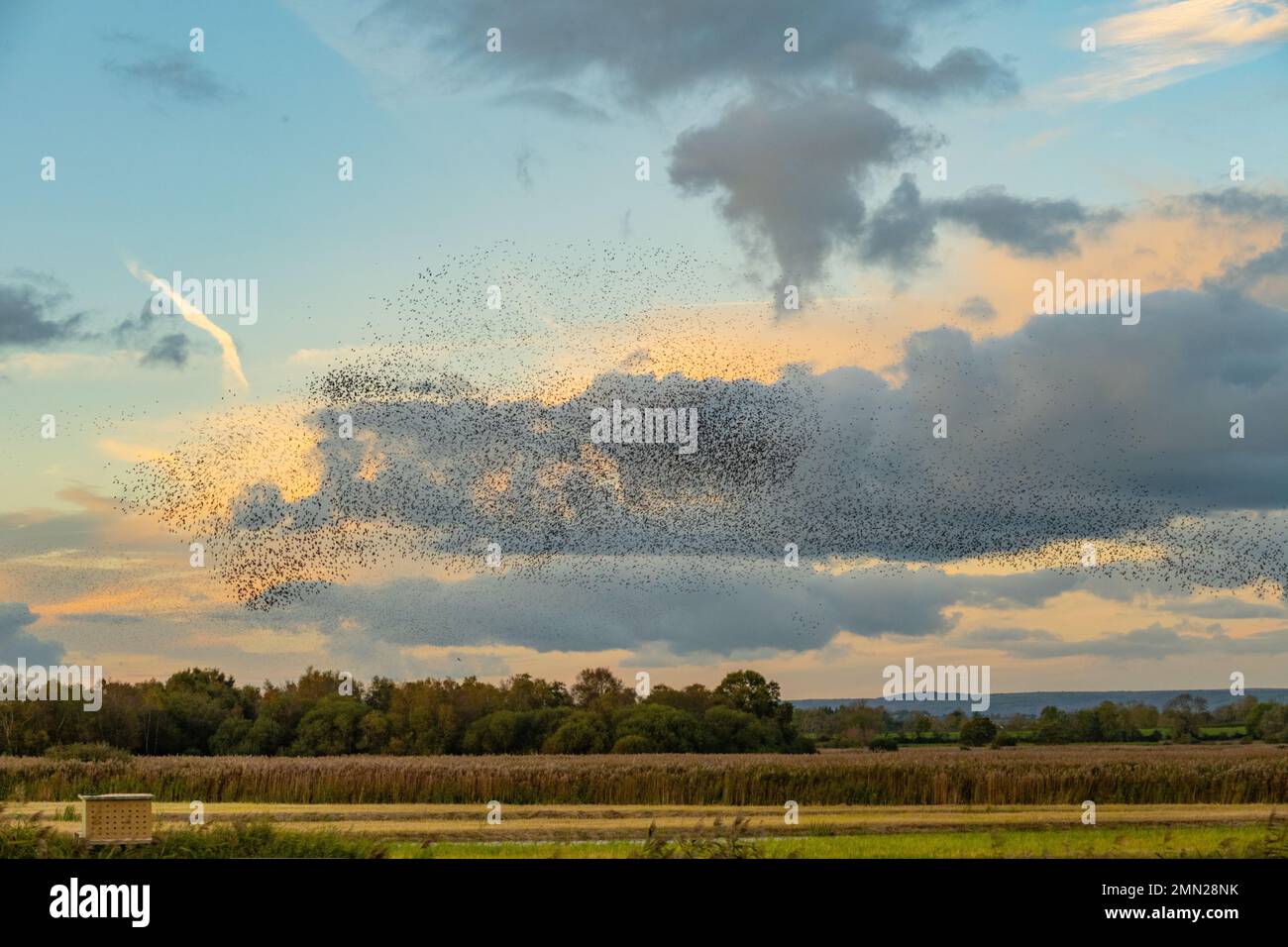 Murmuration of Starlings at the RSPB Ham wall Nature reserve Somerset Stock Photo