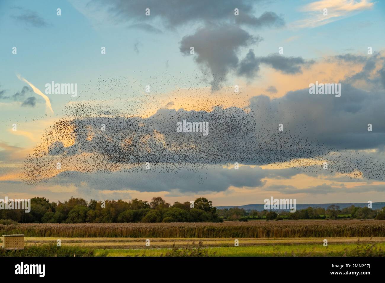 Murmuration of Starlings at the RSPB Ham wall Nature reserve Somerset Stock Photo