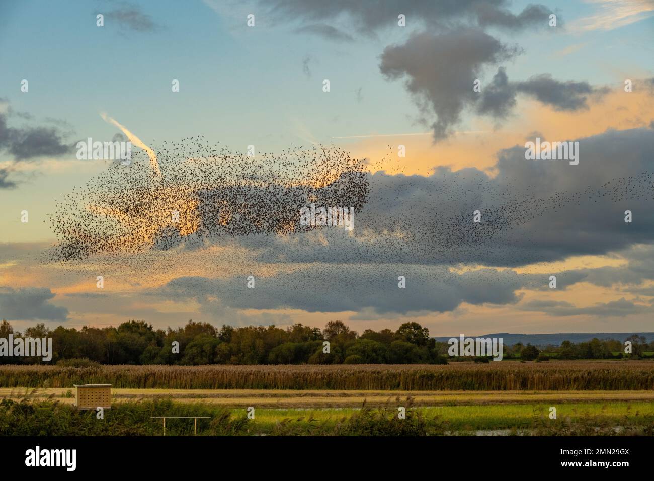 Murmuration of Starlings at the RSPB Ham wall Nature reserve Somerset Stock Photo