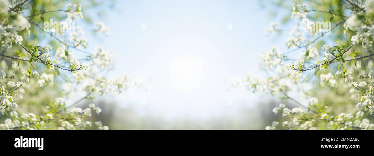 Light green color background hi-res stock photography and images - Alamy
